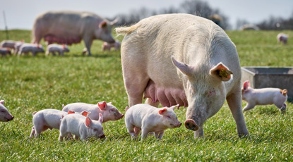 Hvorfor købe økologisk?