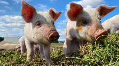 Hvordan lever de økologiske grise?